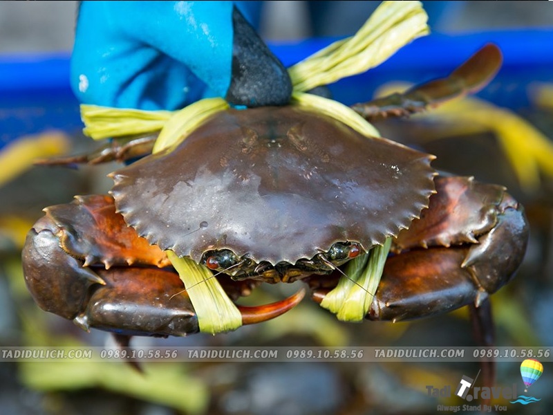 Cách chọn hải sản Sầm Sơn